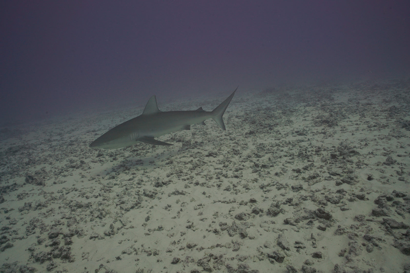 A shark swims over a coral reef at Rapture Reef in French Frigate Shoals that was heavily damaged by Hurricane Walaka